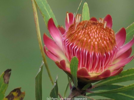 191113_143736-03 Protea.JPG